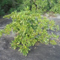 Gardenia fosbergii Tirveng.